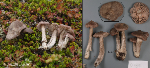  ( - MQ25-HL2184)  @11 [ ] Unspecified (default): All Rights Reserved (2024) Herman Lambert Unspecified