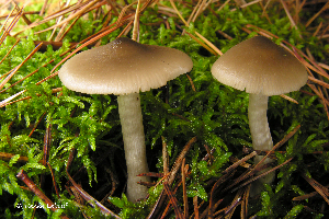  ( - MQ24a-HRL0056)  @11 [ ] (bc-nc) (2007) Renee Lebeuf Unspecified