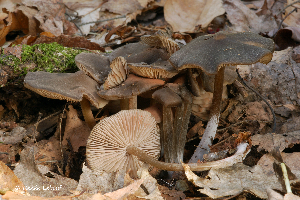  ( - MQ24a-HRL0372)  @11 [ ] (bc-nc) (2010) Renee Lebeuf Unspecified