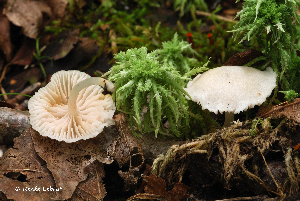  ( - MQ24a-HRL0523)  @11 [ ] (bc-nc) (2010) Renee Lebeuf Unspecified