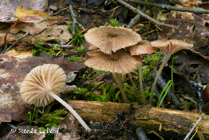  ( - MQ24a-HRL0748)  @11 [ ] (bc-nc) (2011) Renee Lebeuf Unspecified