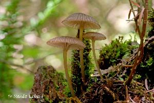  ( - MQ24a-HRL0750)  @11 [ ] (bc-nc) (2011) Renee Lebeuf Unspecified