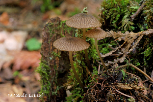  ( - MQ24a-HRL0750)  @11 [ ] (bc-nc) (2011) Renee Lebeuf Unspecified