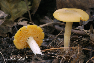  ( - MQ24a-HRL0817)  @11 [ ] (bc-nc) (2011) Renee Lebeuf Unspecified