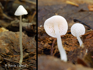  ( - MQ24a-HRL1141)  @11 [ ] (bc-nc) (2012) Renee Lebeuf Unspecified