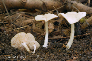  (Entoloma candens - MQ25a-HRL1835)  @11 [ ] (bc-nc) (2014) Renee Lebeuf Unspecified