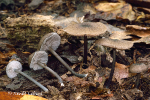  ( - MQ24a-HRL1992)  @11 [ ] (bc-nc) (2015) Renee Lebeuf Unspecified