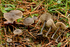  ( - MQ24a-HRL2352)  @11 [ ] (bc-nc) (2016) Renee Lebeuf Unspecified