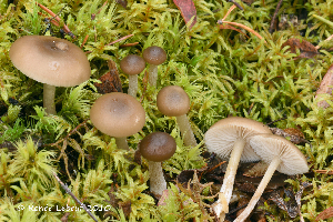  (Entocybe - MQ25a-HRL3084)  @11 [ ] (bc-nc) (2019) Renee Lebeuf Unspecified