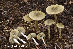  ( - MQ24a-HRL3270)  @11 [ ] (bc-nc) (2020) Renee Lebeuf Unspecified