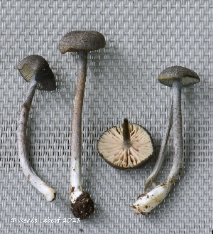  ( - MQ24a-HRL4238)  @11 [ ] (bc-nc) (2023) Renee Lebeuf Unspecified