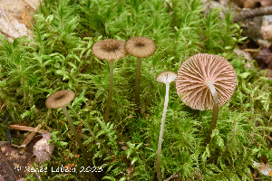  ( - MQ24a-HRL4257)  @11 [ ] (bc-nc) (2023) Renee Lebeuf Unspecified