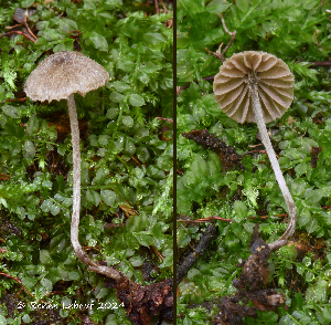  (Entoloma mazzeri - MQ25a-HRL4417)  @11 [ ] (bc-nc) (2024) Renee Lebeuf Unspecified