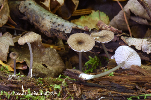  ( - MQ24a-HRL4488)  @11 [ ] (bc-nc) (2024) Renee Lebeuf Unspecified