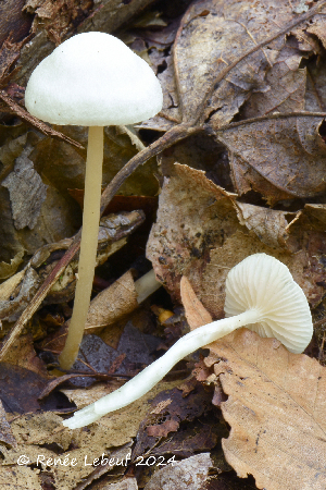  ( - MQ24a-HRL4489)  @11 [ ] (bc-nc) (2024) Renee Lebeuf Unspecified