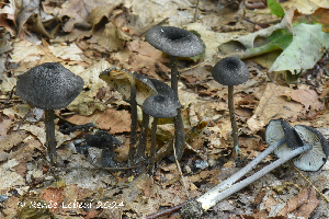  ( - MQ24a-HRL4501)  @11 [ ] (bc-nc) (2024) Renee Lebeuf Unspecified