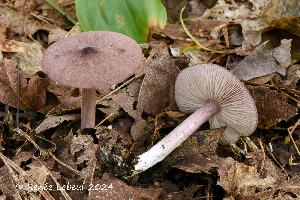  ( - MQ24a-HRL4536)  @11 [ ] (bc-nc) (2024) Renee Lebeuf Unspecified