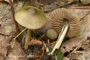  ( - MQ24a-HRL4549)  @11 [ ] (bc-nc) (2024) Renee Lebeuf Unspecified