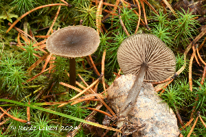  ( - MQ24a-HRL4772)  @11 [ ] (bc-nc) (2024) Renee Lebeuf Unspecified