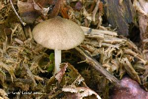  ( - MQ25a-HRL4797)  @11 [ ] (bc-nc) (2025) Renee Lebeuf Unspecified