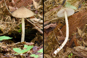  ( - MQ25a-HRL4797)  @11 [ ] (bc-nc) (2025) Renee Lebeuf Unspecified