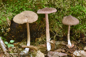  ( - MQ25a-HRL4818)  @11 [ ] (bc-nc) (2025) Renee Lebeuf Unspecified