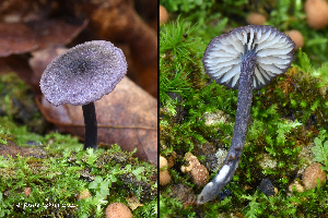  (Entoloma callichroum - MQ25a-HRL4950)  @11 [ ] (bc-nc) (2025) Renee Lebeuf Unspecified