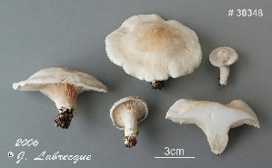  (Clitopilus prunulus - MQ24-RPL30348-CMMF27266)  @11 [ ] by-nc (2006) Jacqueline Labrecque Unspecified