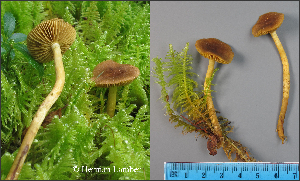  (Cortinarius holoxanthus - MQ23-HL1871)  @11 [ ] copyright (c) (2022) Herman Lambert Unspecified