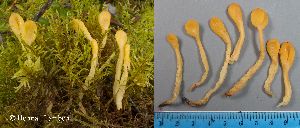  (Spathularia flavida - MQ23-HL1911)  @11 [ ] copyright (c) (2022) Herman Lambert Unspecified