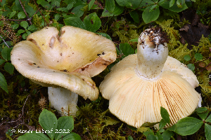  (Russula pubescens - MQ23-HRL3930)  @11 [ ] copyright © (2022) Renee Lebeuf Unspecified