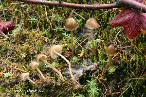  (Mycena epipterygia - MQ23-HRL4001)  @11 [ ] copyright © (2022) Renee Lebeuf Unspecified