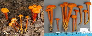  (Hygrocybe cantharellus - MQ23-HL1836)  @11 [ ] copyright (c) (2022) Herman Lambert Unspecified