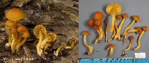  (Humidicutis auratocephala - MQ23-HL1852)  @11 [ ] copyright (c) (2022) Herman Lambert Unspecified