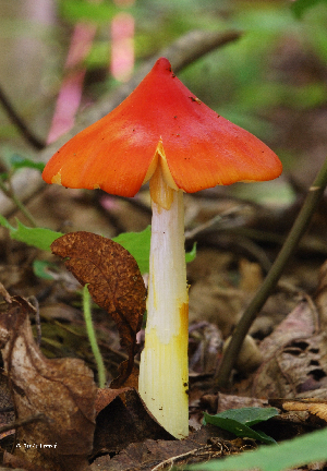  (Hygrocybe acutoconica - MQ23-HRL0490)  @11 [ ] copyright © (2010) Renee Lebeuf Unspecified