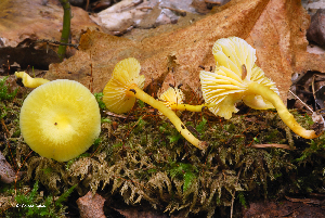  (Hygrocybe parvula - MQ23-HRL0797)  @11 [ ] copyright © (2011) Renee Lebeuf Unspecified