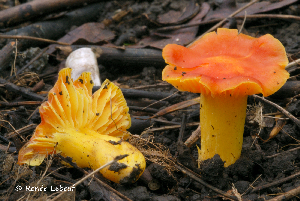  (Hygrocybe sp - MQ23-HRL0808)  @11 [ ] copyright © (2011) Renee Lebeuf Unspecified