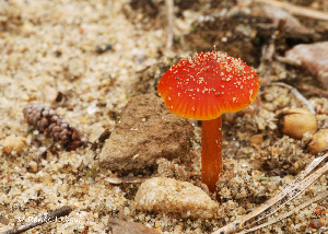  (Hygrocybe conicoides - MQ22-HRL0961-QFB33158)  @11 [ ] Copyright (c)  Renee Lebeuf Unspecified