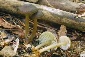  (Neohygrocybe nitrata - MQ23-HRL1448)  @11 [ ] copyright © (2013) Renee Lebeuf Unspecified