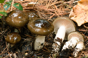  (Hygrophorus fuligineus - MQ23-HRL2229)  @11 [ ] copyright © (2015) Renee Lebeuf Unspecified