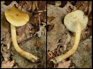  (Hygrocybe tahquamenonensis - MQ23-HRL2270)  @11 [ ] copyright © (2016) Renee Lebeuf Unspecified