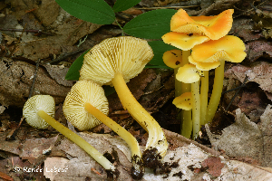  (Hygrocybe chlorophana - MQ23-HRL3703)  @11 [ ] copyright © (2022) Renee Lebeuf Unspecified