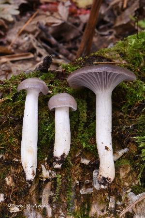  (Cuphophyllus lacmus - MQ23-HRL4092)  @11 [ ] copyright © (2022) Renee Lebeuf Unspecified