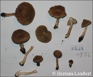  (Inocybe nitidiuscula - MQ23-HL0376)  @11 [ ] copyright (c) (2008) Herman Lambert Unspecified