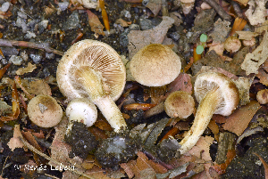  ( - MQ24a-HRL2522)  @11 [ ] (bc-nc)  Renee Lebeuf 2018