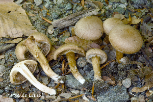  ( - MQ24a-HRL2522)  @11 [ ] (bc-nc)  Renee Lebeuf 2018