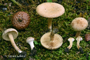  ( - MQ24a-HRL3026)  @11 [ ] (bc-nc)  Renee Lebeuf 2019