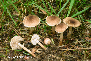  (Inocybe curvipes - MQ24-HRL4157)  @11 [ ] by-nc (2023) Renee Lebeuf Unspecified