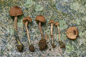  ( - MQ24a-HRL4430)  @11 [ ] (bc-nc)  Renee Lebeuf 2024