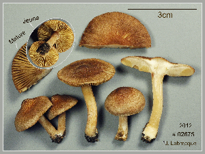 (Inocybe flocculosa - MQ23-CMMF026330)  @11 [ ] by-nc (2012) Jacqueline Labrecque Unspecified
